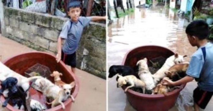 Criança usa balde para salvar animais