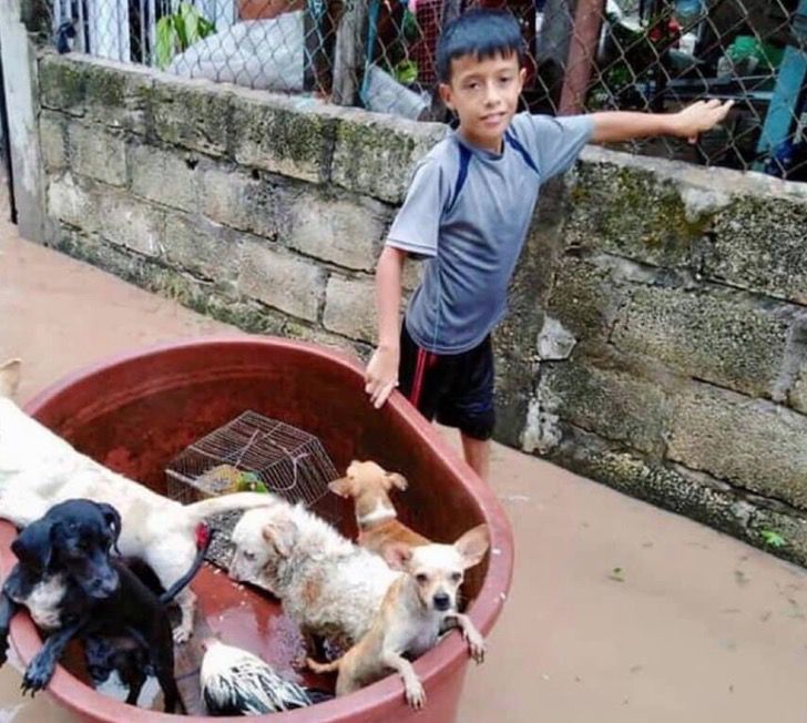 Criança usa balde para salvar animais