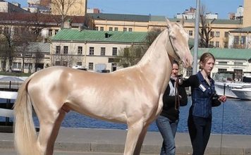 Cavalo dourado é considerado um dos mais lindos do mundo