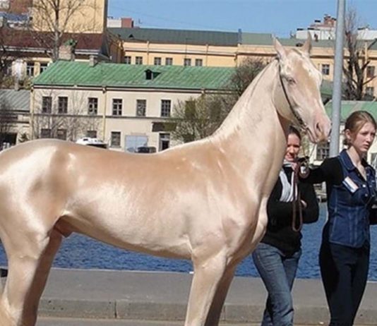 Cavalo dourado é considerado um dos mais lindos do mundo