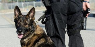 PSP adquire cães