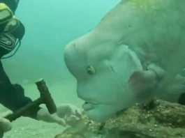 Mergulhador dá a conhecer a sua amizade