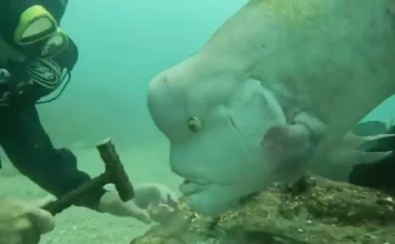 Mergulhador dá a conhecer a sua amizade